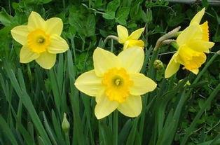 水仙花爆料视频大全最新,揭秘娱乐圈幕后真相 第1张 水仙花爆料视频大全最新,揭秘娱乐圈幕后真相 第1张